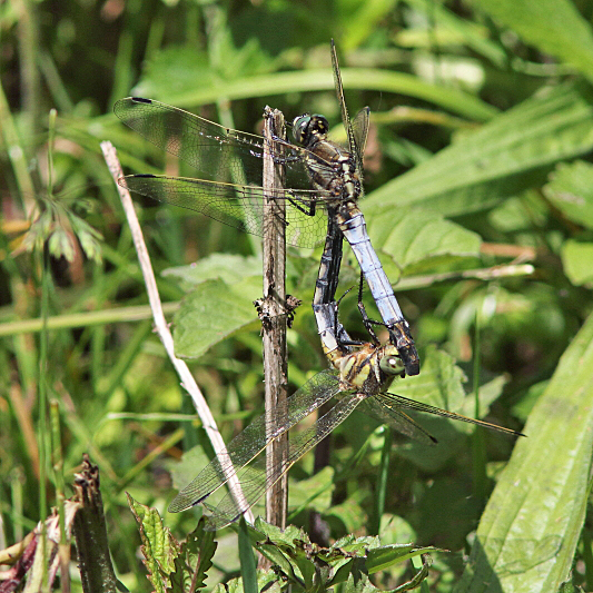 J15_0587  Orthetrum albistylum in cop.JPG